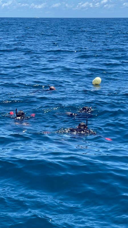 Shark Addicts - Image 2