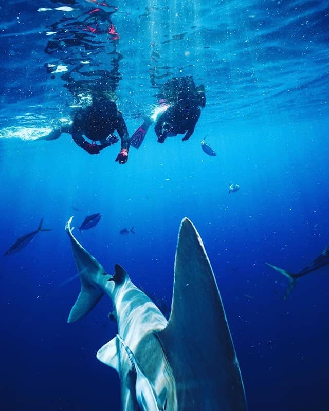Shark Addicts - Image 1