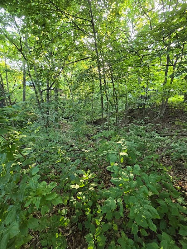 Moroney Park - Image 2
