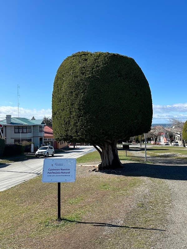 Árbol Presidencial - Image 1