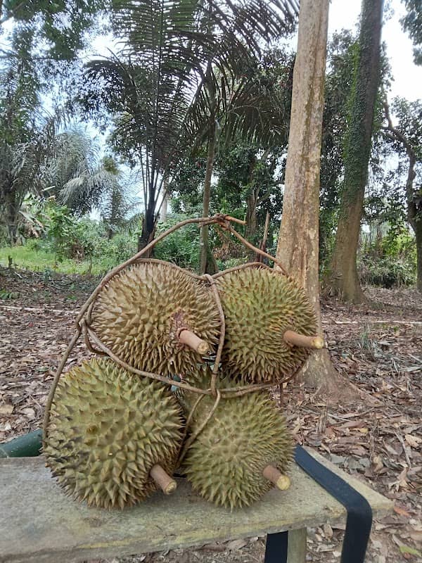 Kebun durian dan buah buahan lain nya - Image 2
