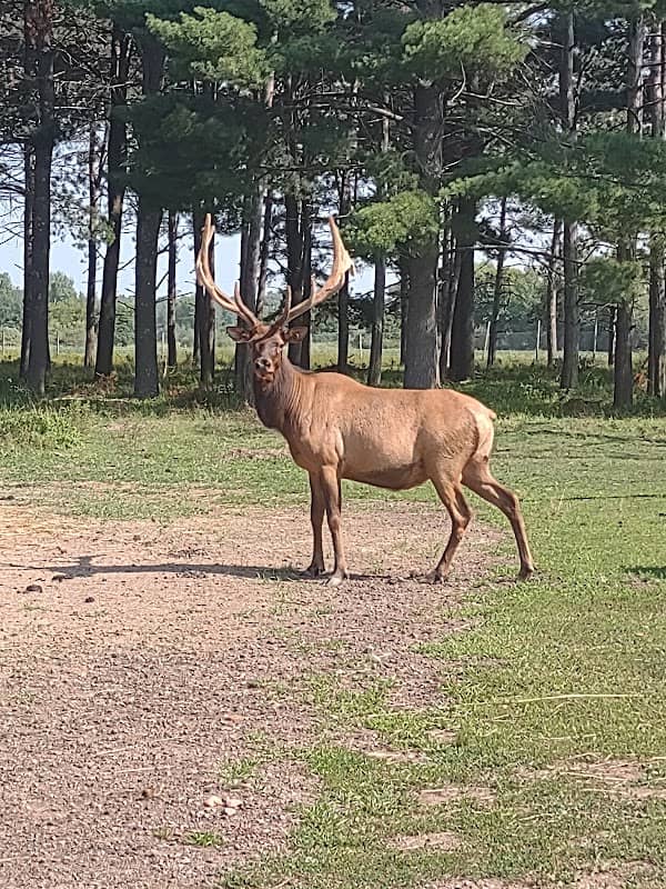 Chapman Elk Park - Image 2