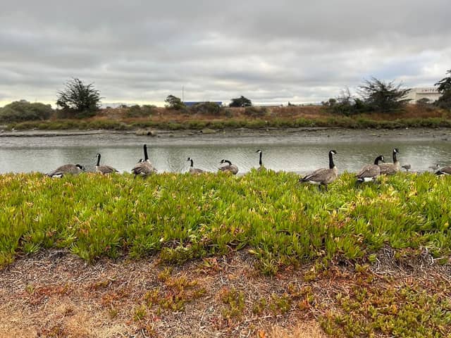San Francisco Bay Trail - Image 3