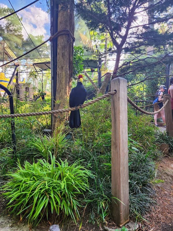 Lorikeet Glen - Image 2