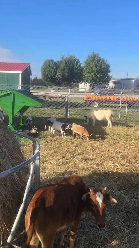 Play Day Farm - Image 1
