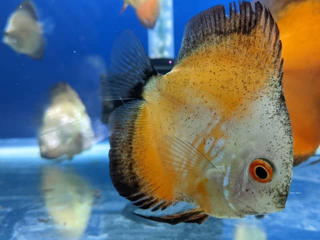 K R A Aquarium - Image 1