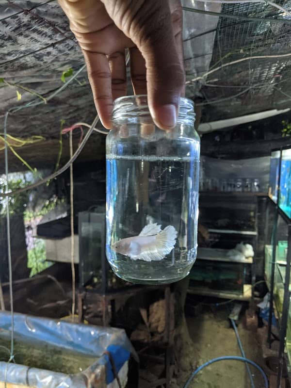 K R A Aquarium - Image 2