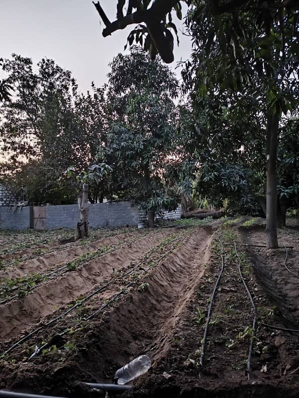 Salah Hesam farms - Image 1