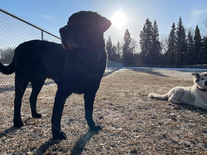 Offleash Dog Park - Image 1