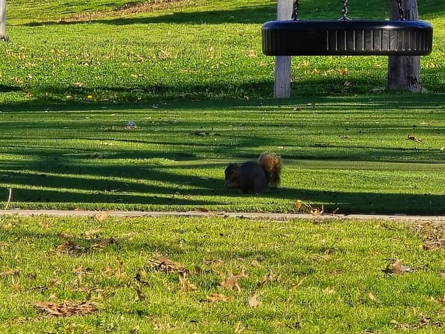 Martha Pointer Park - Image 2