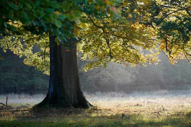 The Deer Park - Image 3