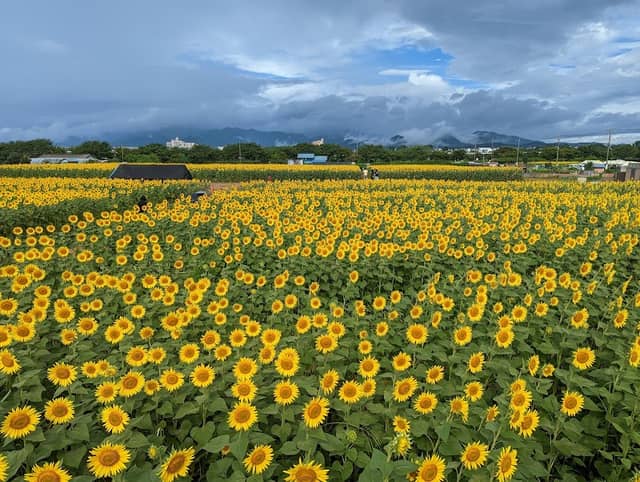 Zama Sunflower Field - Image 1
