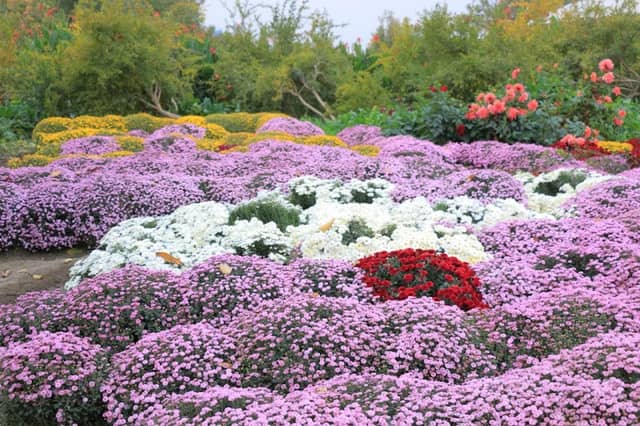 Flowers Garden - Image 1