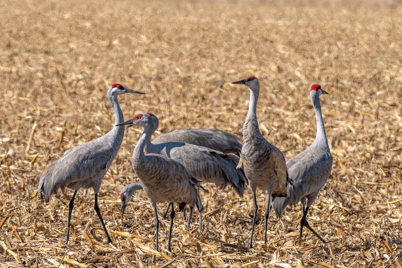 Sandhill Crane Public Viewing Roadside Turnout - Image 1