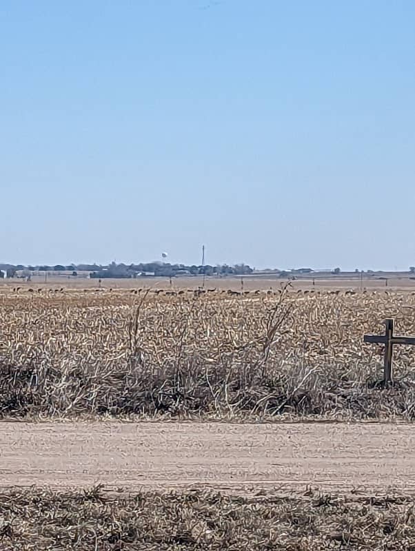 Sandhill Crane Public Viewing Roadside Turnout - Image 2
