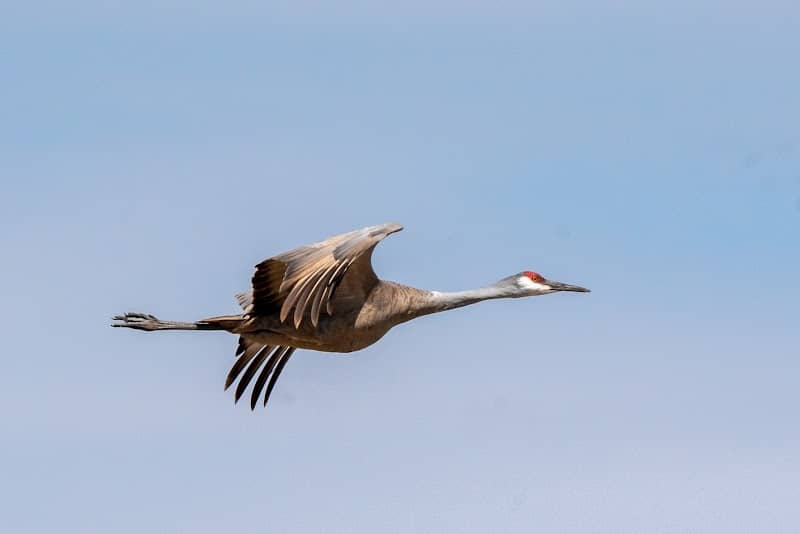 Sandhill Crane Public Viewing Roadside Turnout - Image 3