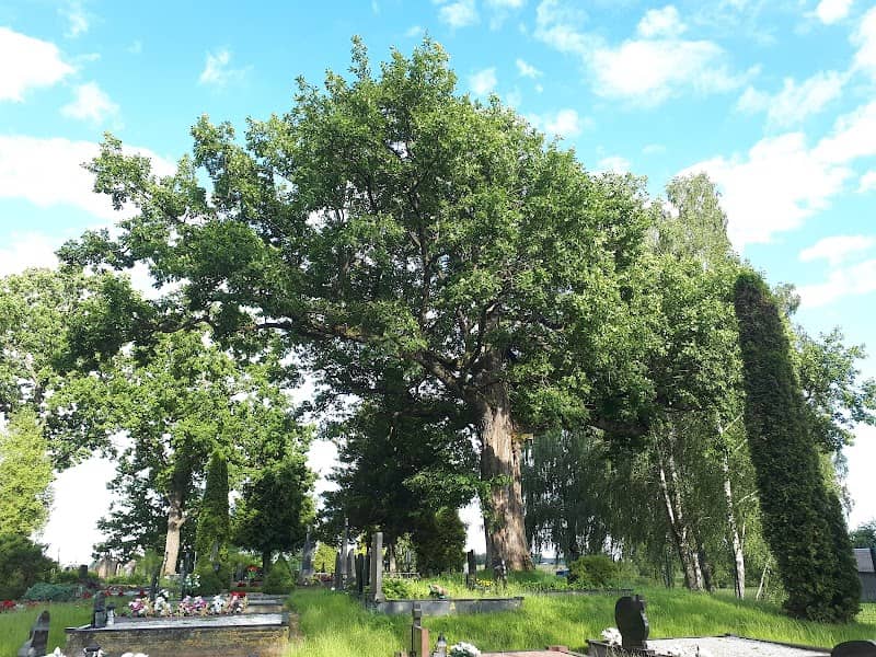 Streipūnų ąžuolas - Image 1