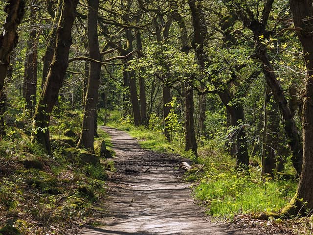 H.U.M Trail - Image 2