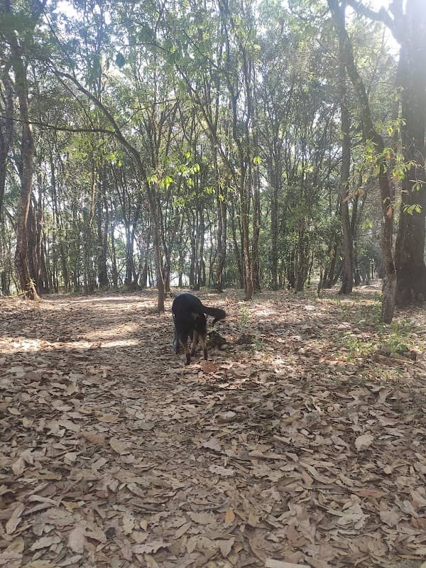 Área Recreativa de Bosques de San Nicolás - Image 1
