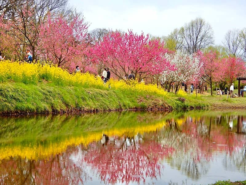Koga Kubo Park - Image 1