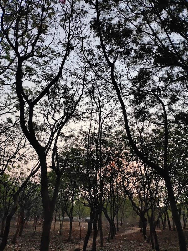 Urban Forestry Hmt - Image 1