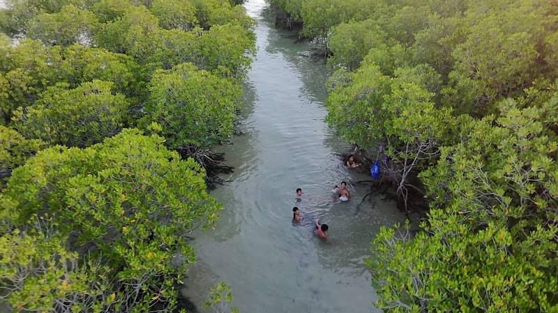 Inoburan Mangrove forest - Image 1