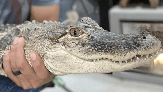 Twin Falls Zoological Center - Image 2