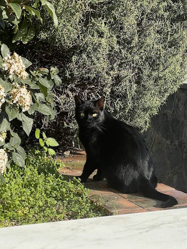 Black Pompeii Cat - Image 1