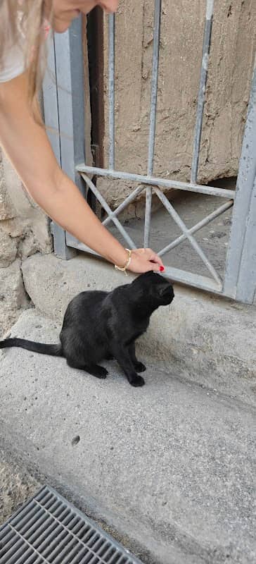 Black Pompeii Cat - Image 2