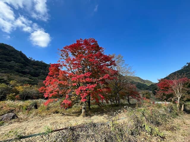 遊々の森 - Image 1