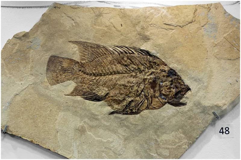 Civico Museo Archeologico e Paleontologico - Image 2