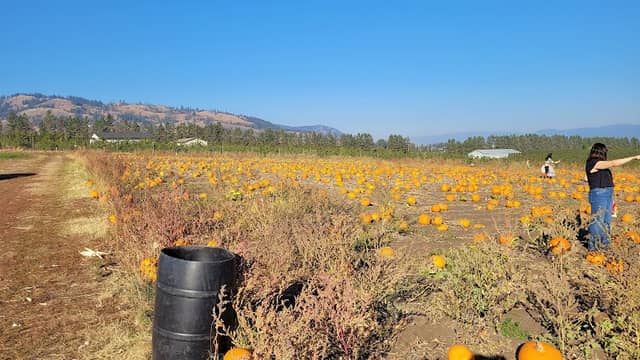 The Pumpkin Patch - Image 1