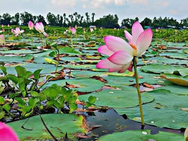 ধানগড়া পদ্ম বিল - Image 2