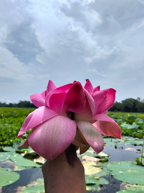 ধানগড়া পদ্ম বিল - Image 1