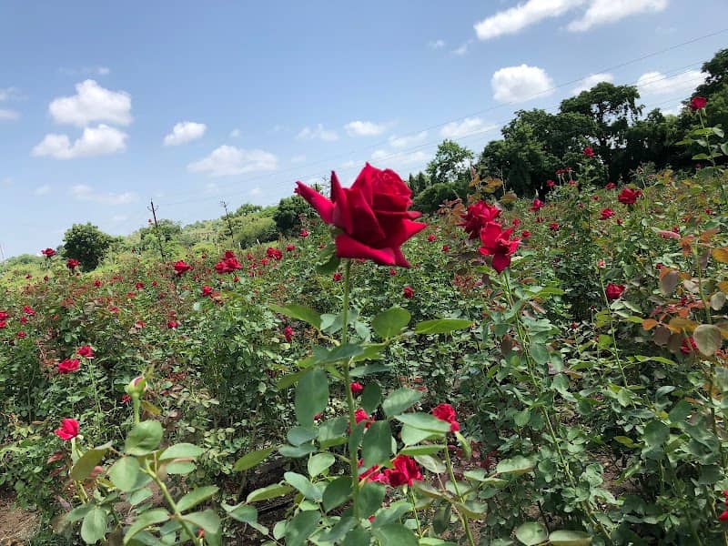 HIRABAUG FARMS - Image 1
