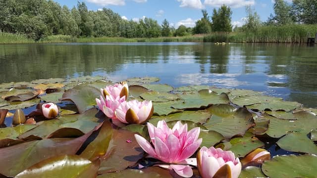 Leybourne Lakes Country Park - Image 1