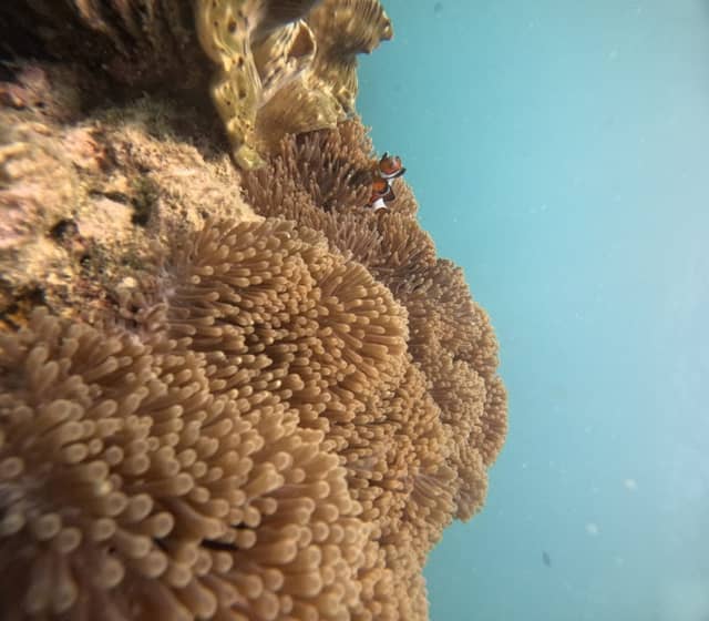 Dive Andaman - Image 3