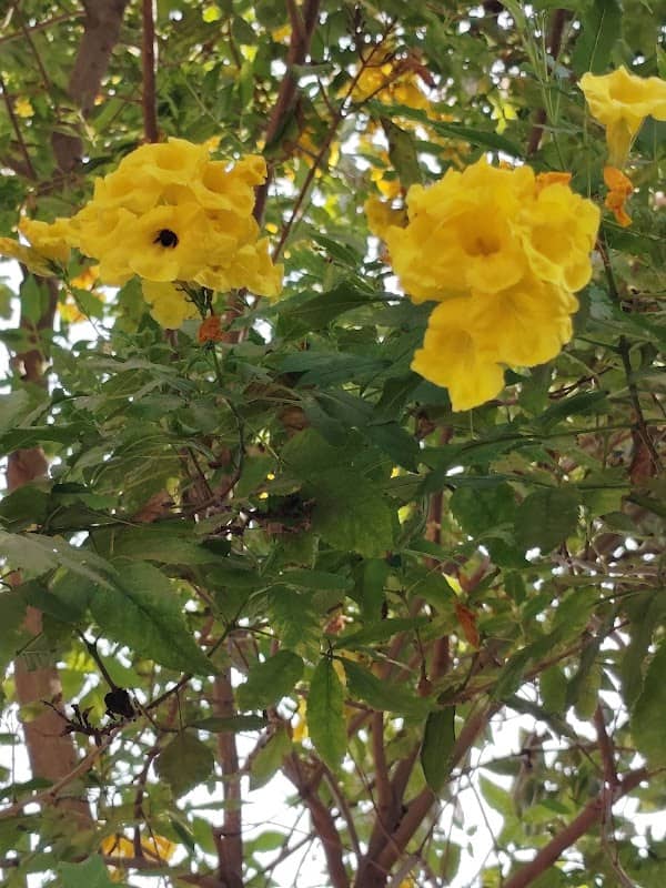 Amar Shahid Dinesh Bhadauria Park - Image 1