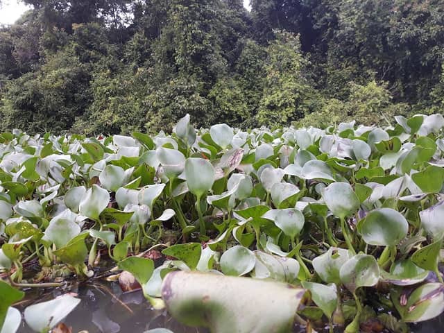 Swamp Forest-Oxbow Lake - Image 1