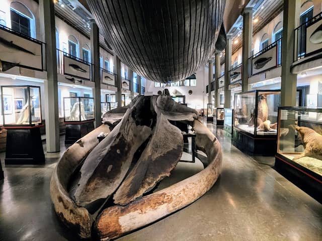 Sandefjord Museum - Image 2