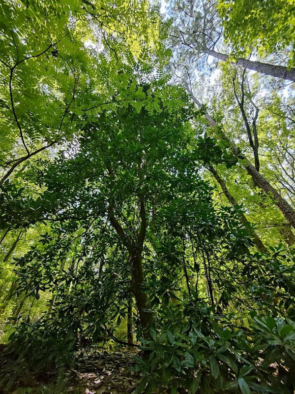 Mims Trail - Image 2