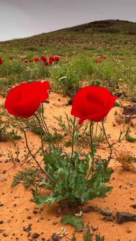 مزرعة د.علي قوقزه - Image 1