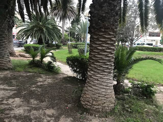 Megrine Park - Image 1
