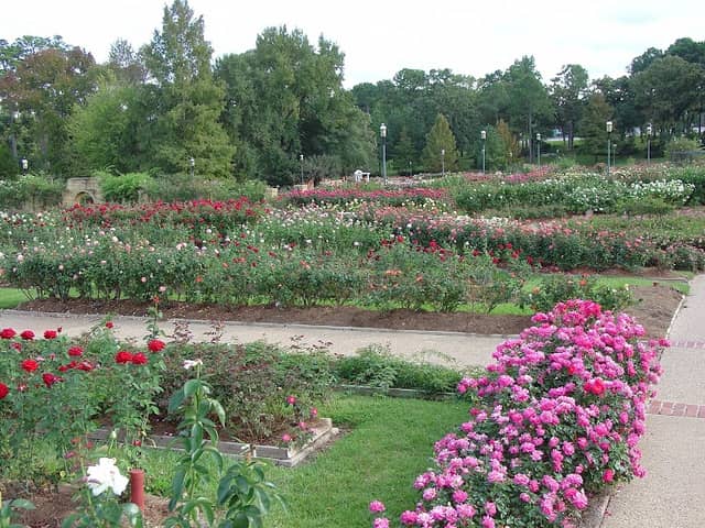 Tyler Rose Garden - Image 3