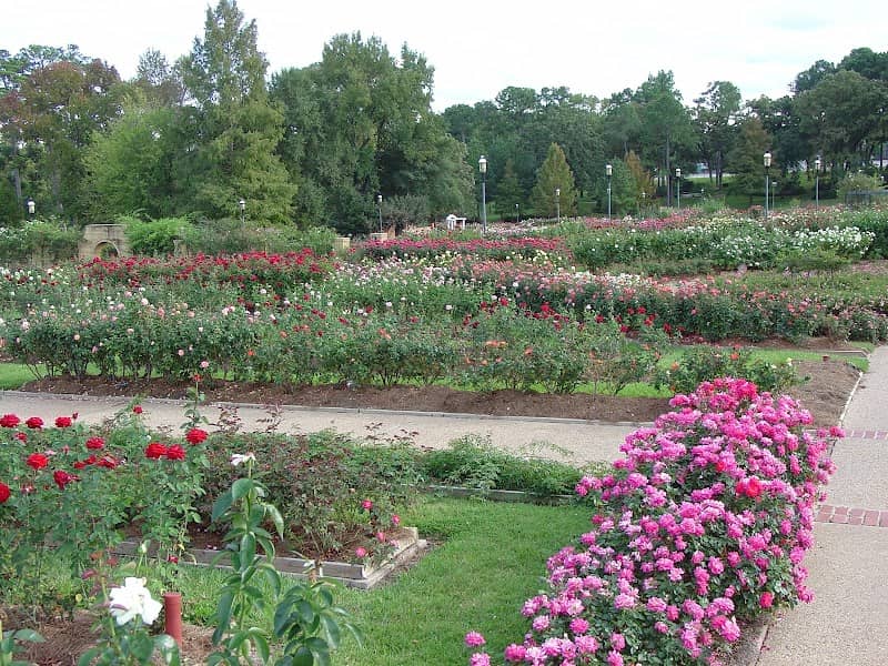Tyler Rose Garden - Image 3