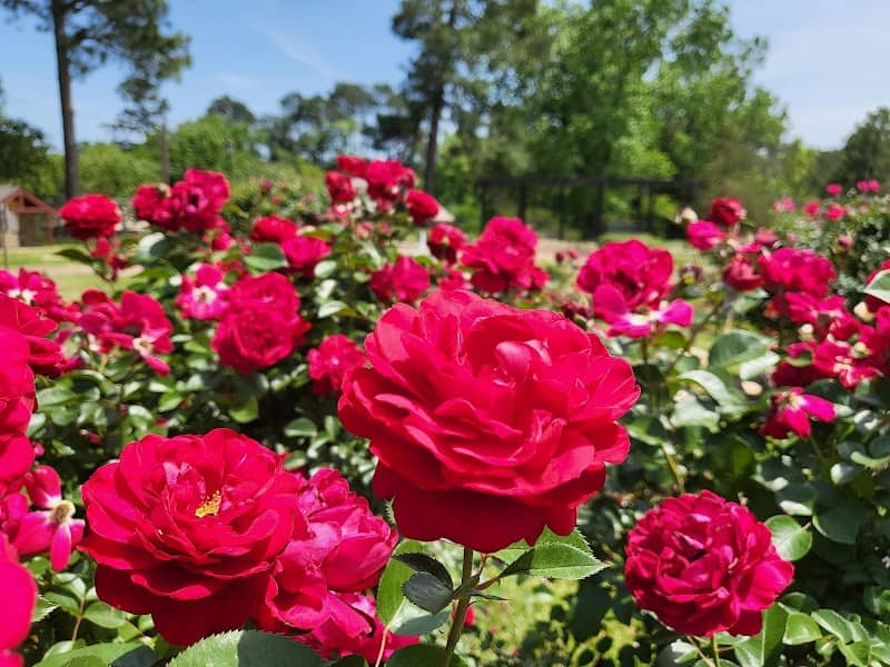 Tyler Rose Garden - Image 1