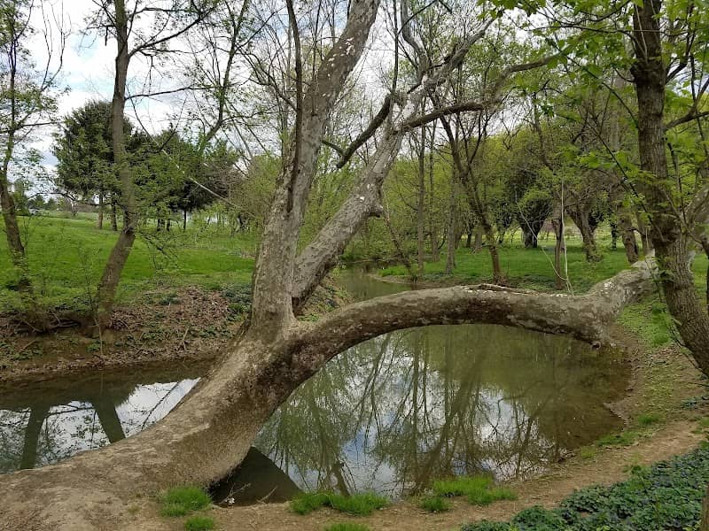 Cook's Creek Arboretum - Image 2