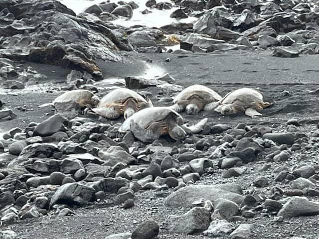 Black Sand Beach - Image 3
