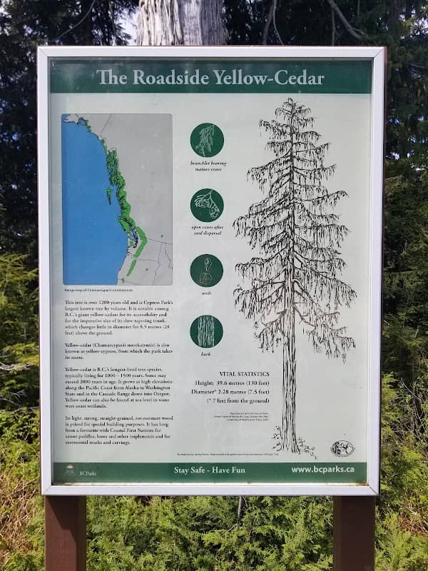 Roadside Yellow Cedar - Image 2