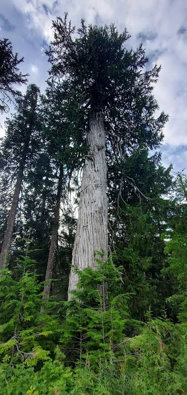 Roadside Yellow Cedar - Image 1